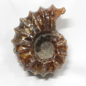 アンモナイト 化石 Ammonite アンモライト アンモナイト 宝石 化石発掘 原石 置物 鉱石 古生物 標本 生きた化石 fossil 石 アンモナイト化石 パワーストーン 置物 人気 おすすめ 天然石 海外直輸