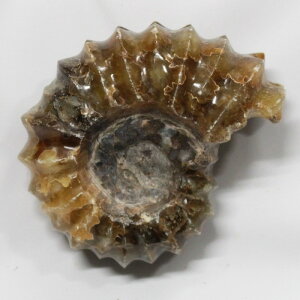 y_ ̔z@AiCg  AiCg Ammonite ACg  Δ@  u z  fossil  Ð W{ AiCg p[Xg[ u lC 