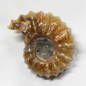 yAiCg ΁z Ammonite ACg AiCg  Ð u z  Δ@ fossil  Stone W{ AiCg VR  lC  p[Xg[ _ A