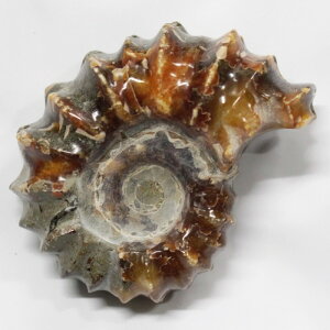 AiCg  Ammonite ACg AiCg  Δ@  u z Ð W{  fossil  AiCg p[Xg[ u VR Y fB[X lC 