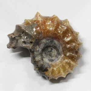 yAiCg  _z@ AiCg Ammonite ACg  u z  Δ@ fossil  Stone Ð W{ AiCg Y fB[X  _ p[Xg