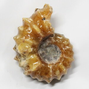 y_ ̔z@AiCg  Ammonite ACg AiCg  Δ@  u z  fossil  Ð W{ AiCg p[Xg[ u lC 