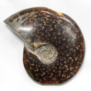 AiCg  AiCg Ammonite ACg  Δ@  u z Ð W{  fossil  AiCg VR  lC  p[Xg[ _ A