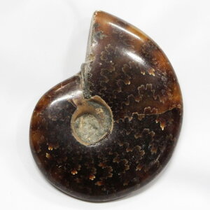 yAiCg ΁z AiCg Ammonite ACg  Ð u z  Δ@ fossil  Stone W{ AiCg p[Xg[ u lC  VR AiCg