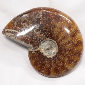 yAiCg  _z@ Ammonite ACg AiCg  u z  Δ@ fossil  Stone Ð W{ AiCg p[Xg[ u lC  VR