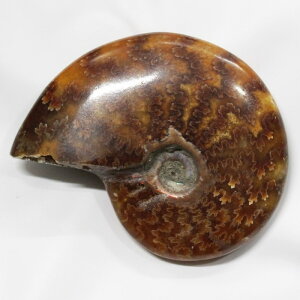 yAiCg ΁z Ammonite ACg AiCg  Δ@  u z  fossil  Ð W{ AiCg p[Xg[  VR Y fB[X 