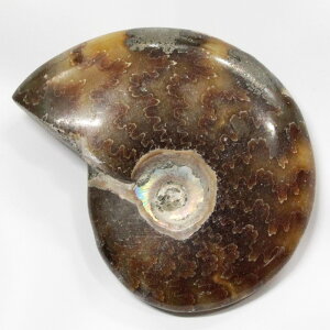 AiCg  AiCg Ammonite ACg  Ð u z  Δ@ fossil  Stone W{ AiCg VR u p[Xg[  _ AiCg