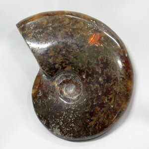 yAiCg ΁z Ammonite ACg AiCg  Δ@  u z  fossil  Ð W{ AiCg Y fB[X lC  VR CO