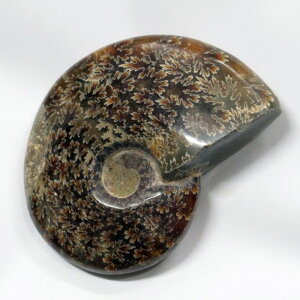 yAiCg ΁z Ammonite ACg AiCg  Δ@  u z  fossil  Ð W{ AiCg VR u lC  p[Xg[ _