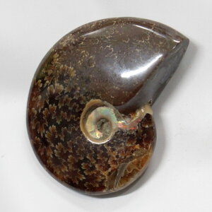 y_ ̔z@AiCg  AiCg Ammonite ACg  Ð u z  Δ@ fossil  Stone W{ AiCg p[Xg[ u lC  V