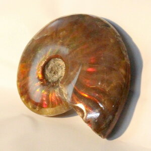 y}_KXJYōizAiCg   AiCg Ammonite C{[ ACg  Ð u z  fossil  Stone W{ AiCg VR  p[Xg[