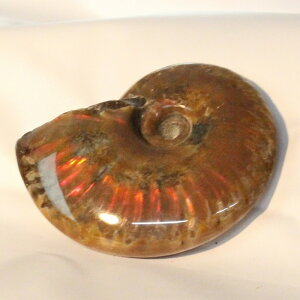 y}_KXJYōF zAiCg   C{[ Ammonite ACg AiCg   u z Ð W{  fossil  AiCg VR  lC