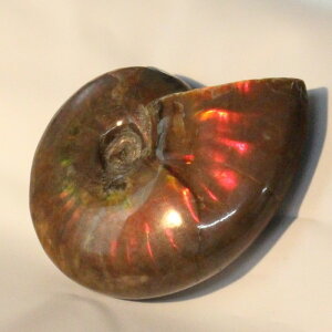 yɋPꋉizAiCg   AiCg Ammonite C{[ ACg  u z  fossil  Stone Ð W{ AiCg p[Xg[ u lC  