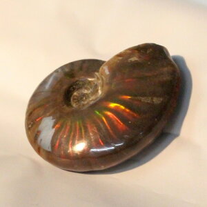 yꋉi̋PzAiCg   Ammonite ACg C{[ AiCg  u z  fossil  Stone Ð W{ AiCg p[Xg[  VR Y 