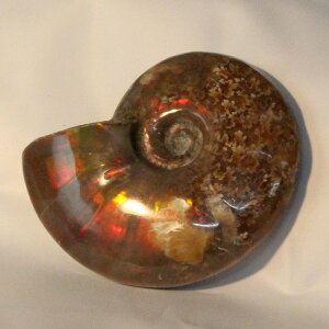 yɋPꋉizAiCg   C{[ Ammonite ACg AiCg  Ð u z  fossil  Stone W{ AiCg p[Xg[  VR Y 