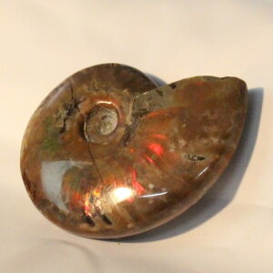 yꋉi̋PzAiCg   AiCg Ammonite C{[ ACg  Ð u z  fossil  Stone W{ AiCg Y fB[X lC  VR