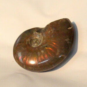 yIi}_KXJYzAiCg   Ammonite ACg C{[ AiCg   u z  fossil  Ð W{ AiCg p[Xg[ 