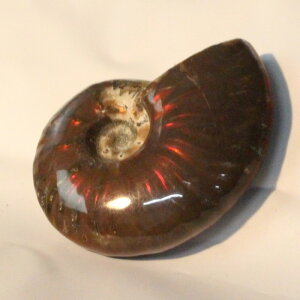 y}_KXJYōizAiCg   Ammonite ACg C{[ AiCg   fossil  Stone W{ AiCg Y fB[X p[Xg[ lC 