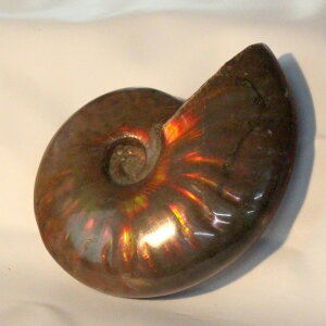 y}_KXJYōF zAiCg   ACg C{[ AiCg  Ð u z  fossil  AiCg Y fB[X p[Xg[ lC 