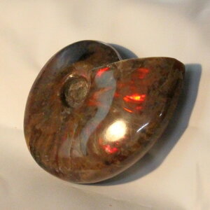 yIi}_KXJYzAiCg   AiCg Ammonite C{[ ACg  u z  fossil  Stone Ð W{ AiCg Y fB[X  