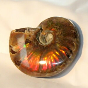 y}_KXJYꋉizAiCg   C{[ Ammonite ACg AiCg  Ð u z  fossil  Stone W{ AiCg VR  p[Xg[ 