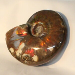 yꋉi̋PzAiCg   Ammonite ACg C{[ AiCg   u z Ð W{  fossil  AiCg VR  lC  p