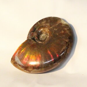 yɋPꋉizAiCg   C{[ Ammonite ACg AiCg   u z  fossil  Ð W{ AiCg Y fB[X lC 