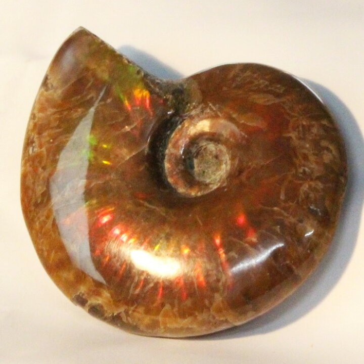 楽天市場】【マダガスカル産最高品質】アンモナイト 化石 虹 Ammonite 