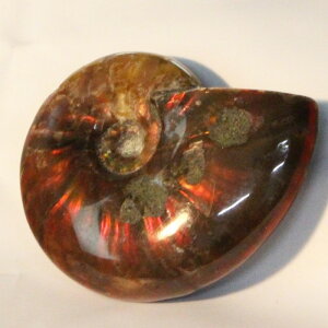 yꋉi̋PzAiCg   C{[ Ammonite ACg AiCg   u z  fossil  Ð W{ AiCg p[Xg[  VR 