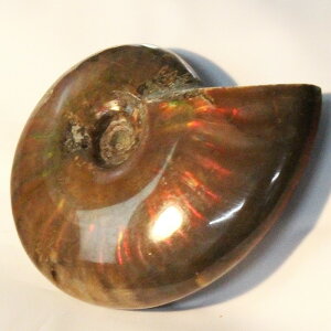 y}_KXJYōF zAiCg   AiCg Ammonite C{[ ACg  Ð u z  fossil  Stone W{ AiCg COAi LuLu House