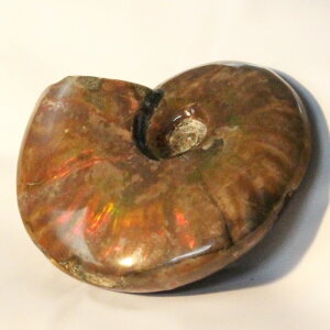 yɋPꋉizAiCg   Ammonite ACg C{[ AiCg   u z Ð W{  fossil  AiCg VR u lC  