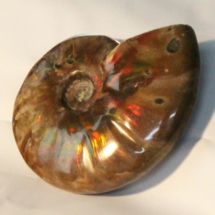 楽天市場】【マダガスカル産一級品】アンモナイト 化石 虹 Ammonite 