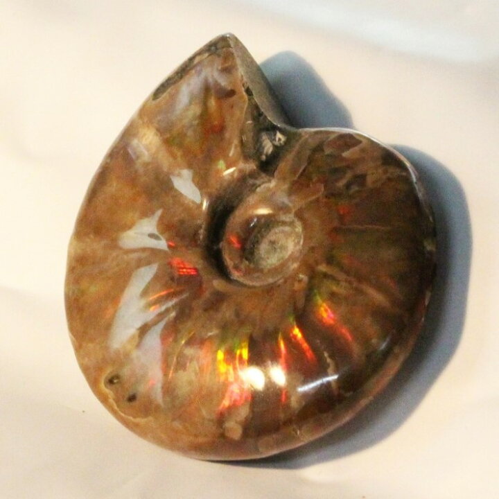 楽天市場】【マダガスカル産一級品】アンモナイト 化石 虹 Ammonite 
