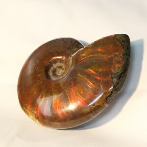 y}_KXJYōF zAiCg   AiCg Ammonite C{[ ACg  u z  fossil  Stone Ð W{ AiCg p[Xg[  l