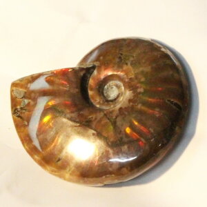 y}_KXJYōF zAiCg   Ammonite ACg C{[ AiCg   u z  fossil  Ð W{ AiCg Y fB[