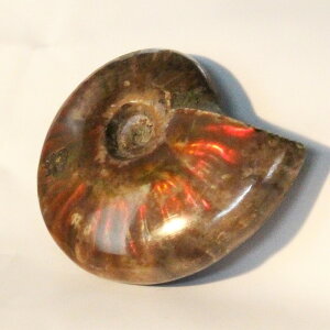 yɋPꋉizAiCg   C{[ Ammonite ACg AiCg  Ð u z  fossil  Stone W{ AiCg p[Xg[  VR Y 