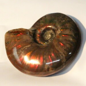 y}_KXJYōizAiCg   Ammonite ACg C{[ AiCg  u z  fossil  Stone Ð W{ AiCg p[Xg[ u lC 