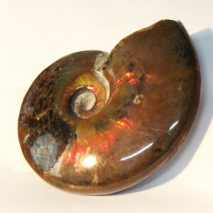 yꋉi̋PzAiCg   AiCg Ammonite C{[ ACg  Ð u z  fossil  Stone W{ AiCg VR u lC  p[Xg