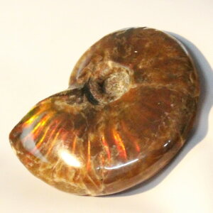 yɋPꋉizAiCg   C{[ Ammonite ACg AiCg  u z  fossil  Stone Ð W{ AiCg p[Xg[  lC  