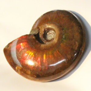 y}_KXJYꋉizAiCg   C{[ Ammonite ACg AiCg   u z Ð W{  fossil  AiCg p[Xg[  