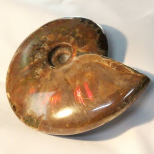 yIi}_KXJYzAiCg   AiCg Ammonite C{[ ACg   u z Ð W{  fossil  AiCg VR  lC 