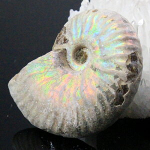 y}_KXJY Ii _zAiCg  ɂ ACg C{[ AiCg  Ð  z  fossil W{ AiCg Y fB[X lC 