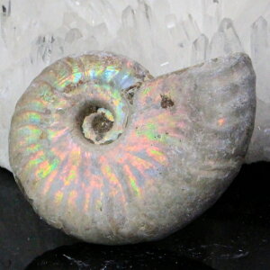y}_KXJYōi _zAiCg   C{[ Ammonite ACg AiCg  z   fossil Ð W{ AiCg VR  lC 