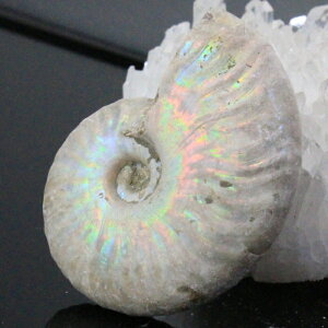 y}_KXJY Ii _zAiCg   AiCg Ammonite C{[ ACg   AiCg Y fB[X VR  _ AiCg