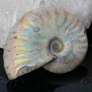 yi}_KXJY _zAiCg   C{[ Ammonite ACg AiCg  z   fossil Ð W{ AiCg p[Xg[  VR 