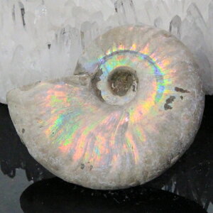 y}_KXJY ꋉi I_zAiCg   AiCg Ammonite C{[ ACg    z Ð W{  fossil AiCg Y f