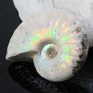 yi}_KXJY _zAiCg  ɂ Ammonite ACg C{[ AiCg  Ð  z  fossil W{ AiCg Y fB[X _