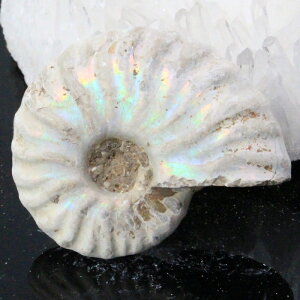 y}_KXJY ꋉi I_zAiCg   C{[ Ammonite ACg AiCg  z   fossil Ð W{ AiCg VR  lC 