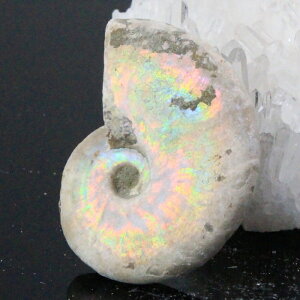 y}_KXJY Ii _zAiCg  ɂ Ammonite ACg C{[ AiCg  Ð  z  fossil W{ AiCg p[Xg[  l