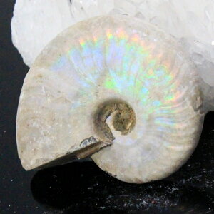 yi}_KXJY _zAiCg   AiCg Ammonite C{[ ACg    z Ð W{  fossil AiCg p[Xg[ 